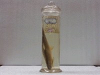 藏品(香魚)的圖片